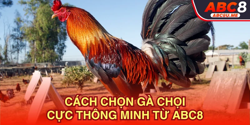 Cách chọn gà chọi của ABC8