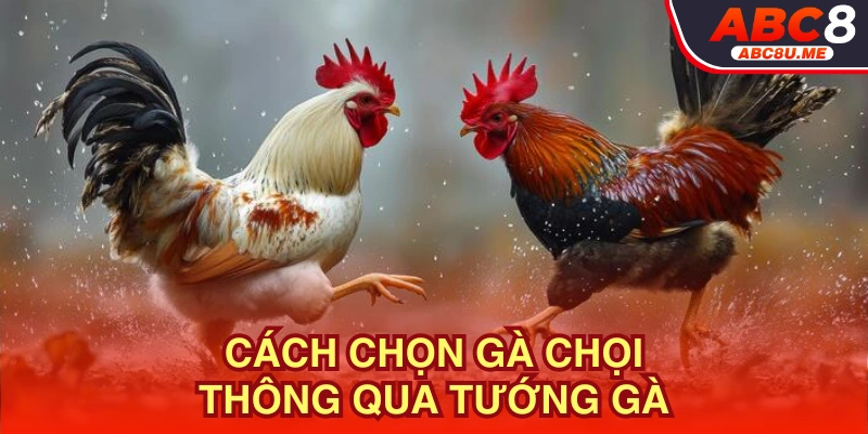 Cách chọn gà chọi khi nhìn vào hình dáng của gà